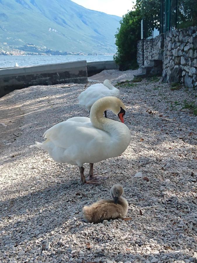 Hotel Astor Limone sul Garda Buitenkant foto